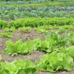 crop rotation in zambia