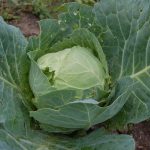 GROWING CABBAGES IN ZAMBIA