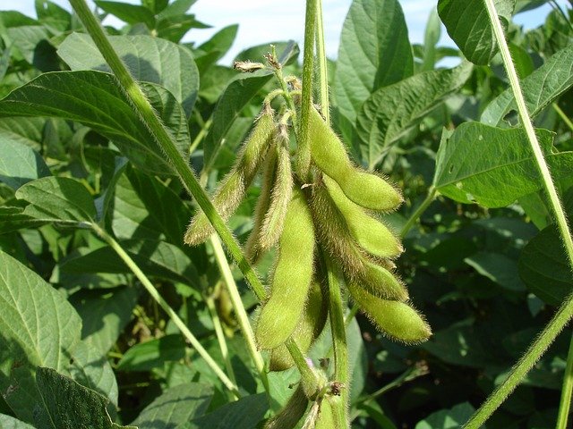 Cultivo de soja soja en zambia