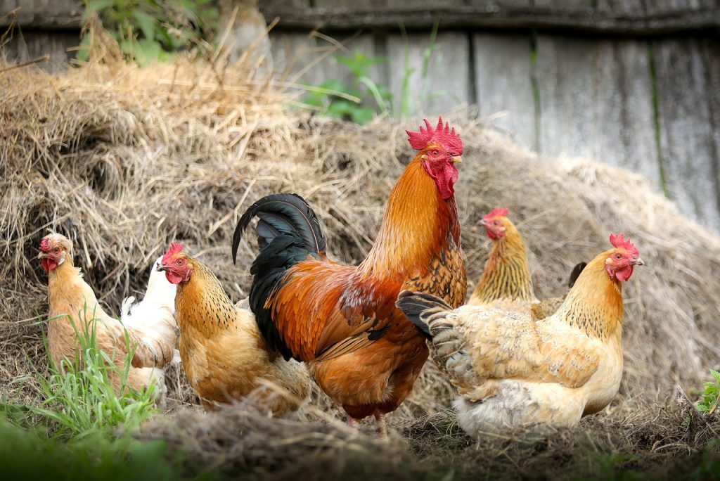 5 most common chicken diseases farming practices in Zambia