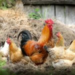 5 most common chicken diseases farming practices in Zambia