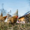 Lifespan of a hen