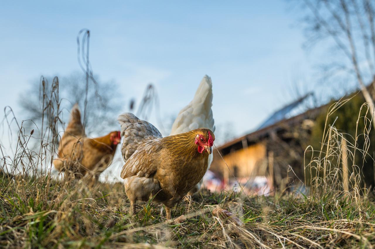 Lifespan of a hen