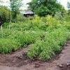 VEGETABLE GARDEN