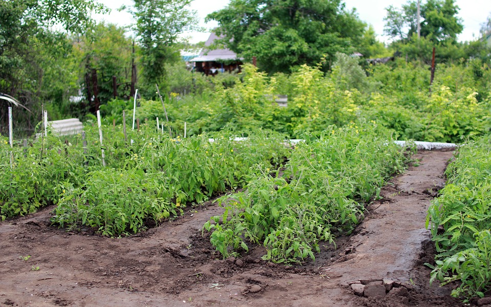 VEGETABLE GARDEN