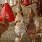 Heat Stress in Chickens