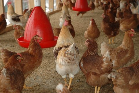 Heat Stress in Chickens
