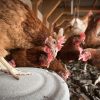 Poultry Heat Stress: Prevention And Treatment