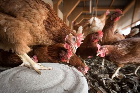 Poultry Heat Stress: Prevention And Treatment