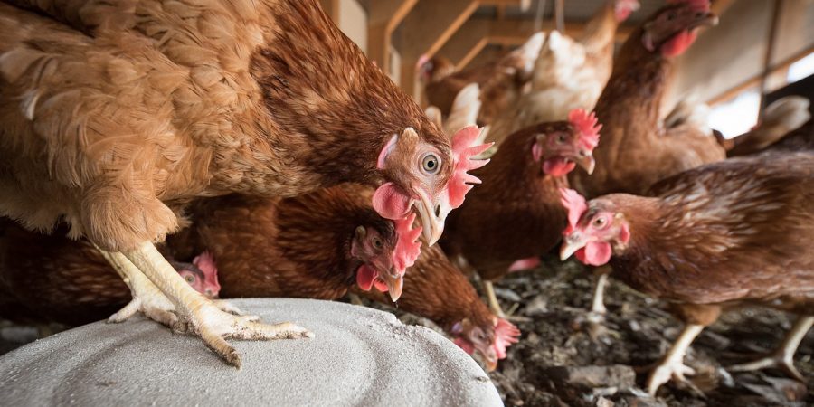 Poultry Heat Stress: Prevention And Treatment
