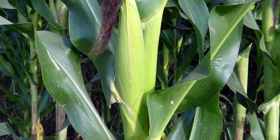 increase maize yield