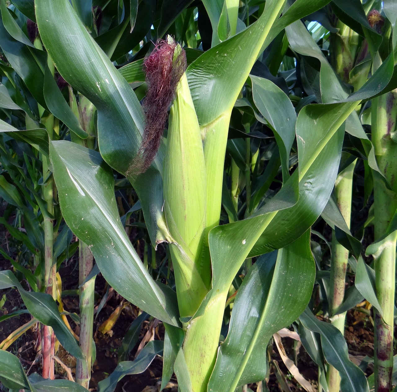 Zambia;s maize production