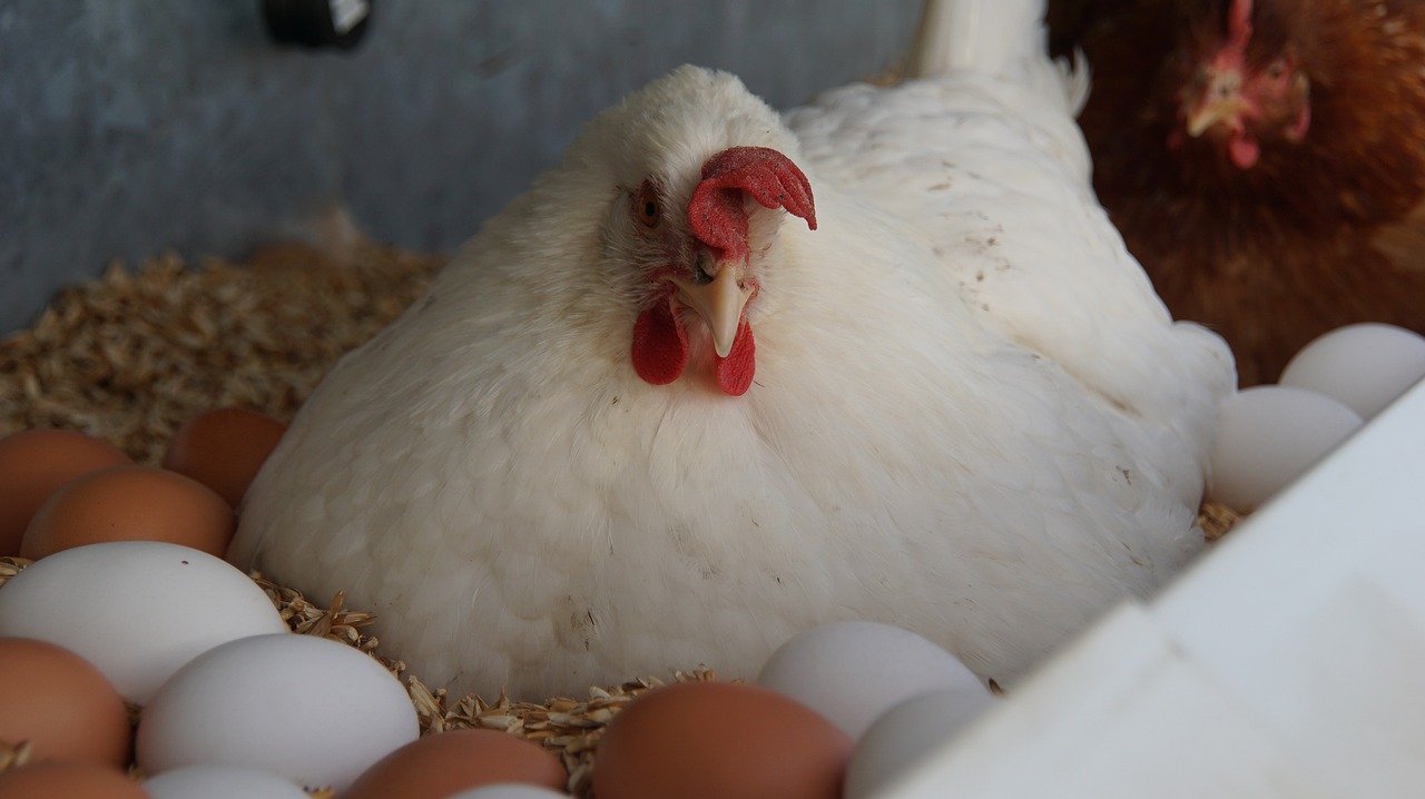 Why are my chickens not laying eggs? Agriculture In Zambia