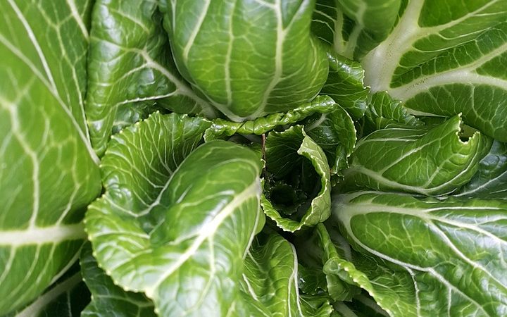 growing spinach in Zambia