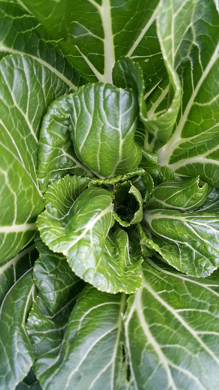 growing spinach in Zambia