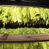 Top crops grown in Zambia