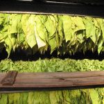 Top crops grown in Zambia
