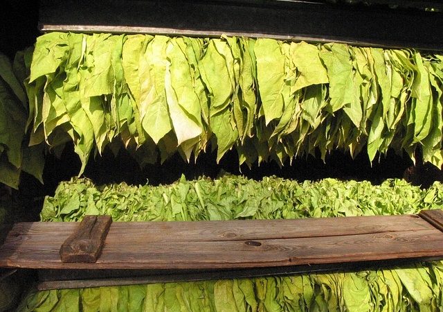 Top crops grown in Zambia