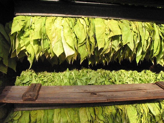 Top crops grown in Zambia