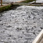 The Untold Story of Luwingu’s Fish Farmers aquaculture in zambia