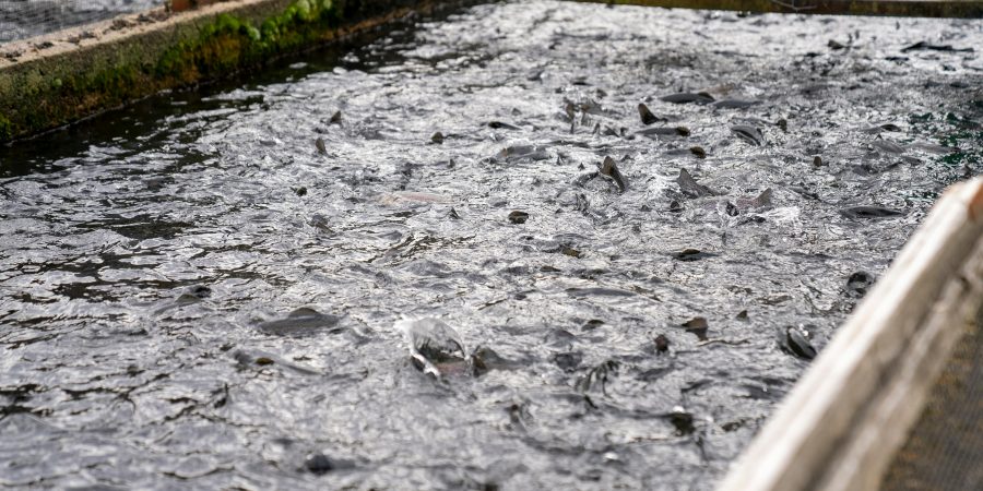 The Untold Story of Luwingu’s Fish Farmers aquaculture in zambia