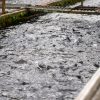 The Untold Story of Luwingu’s Fish Farmers aquaculture in zambia