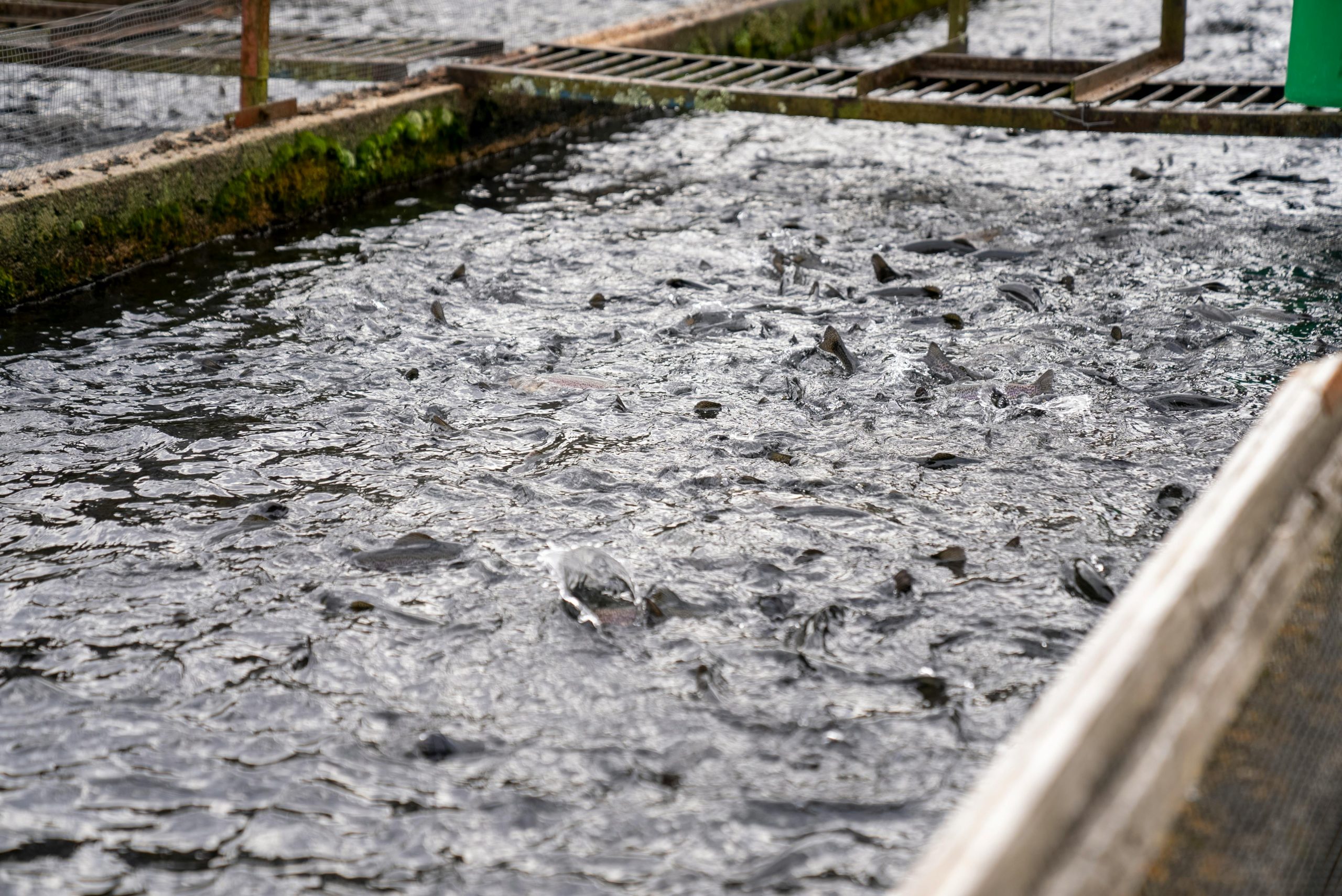 The Untold Story of Luwingu’s Fish Farmers aquaculture in zambia