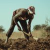 Are zambian farmers too old