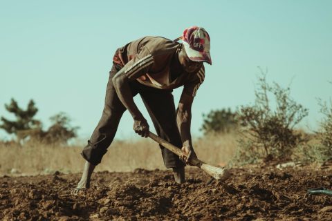 Are zambian farmers too old