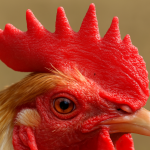 Why Chickens Have Combs