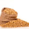 Zambia’s Soya Beans Export Pulse (2021–2022 Data)
