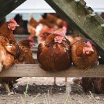 Common Types of Poultry You Can Raise in Zambia