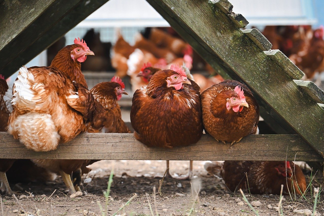 Common Types of Poultry You Can Raise in Zambia