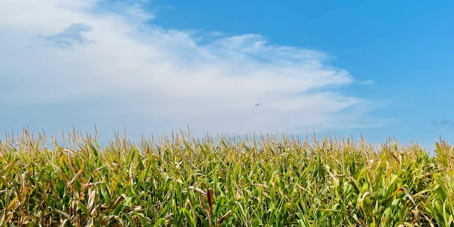 High Drought Risk Forecasted in the 2026/2027 Farming Season