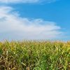 High Drought Risk Forecasted in the 2026/2027 Farming Season