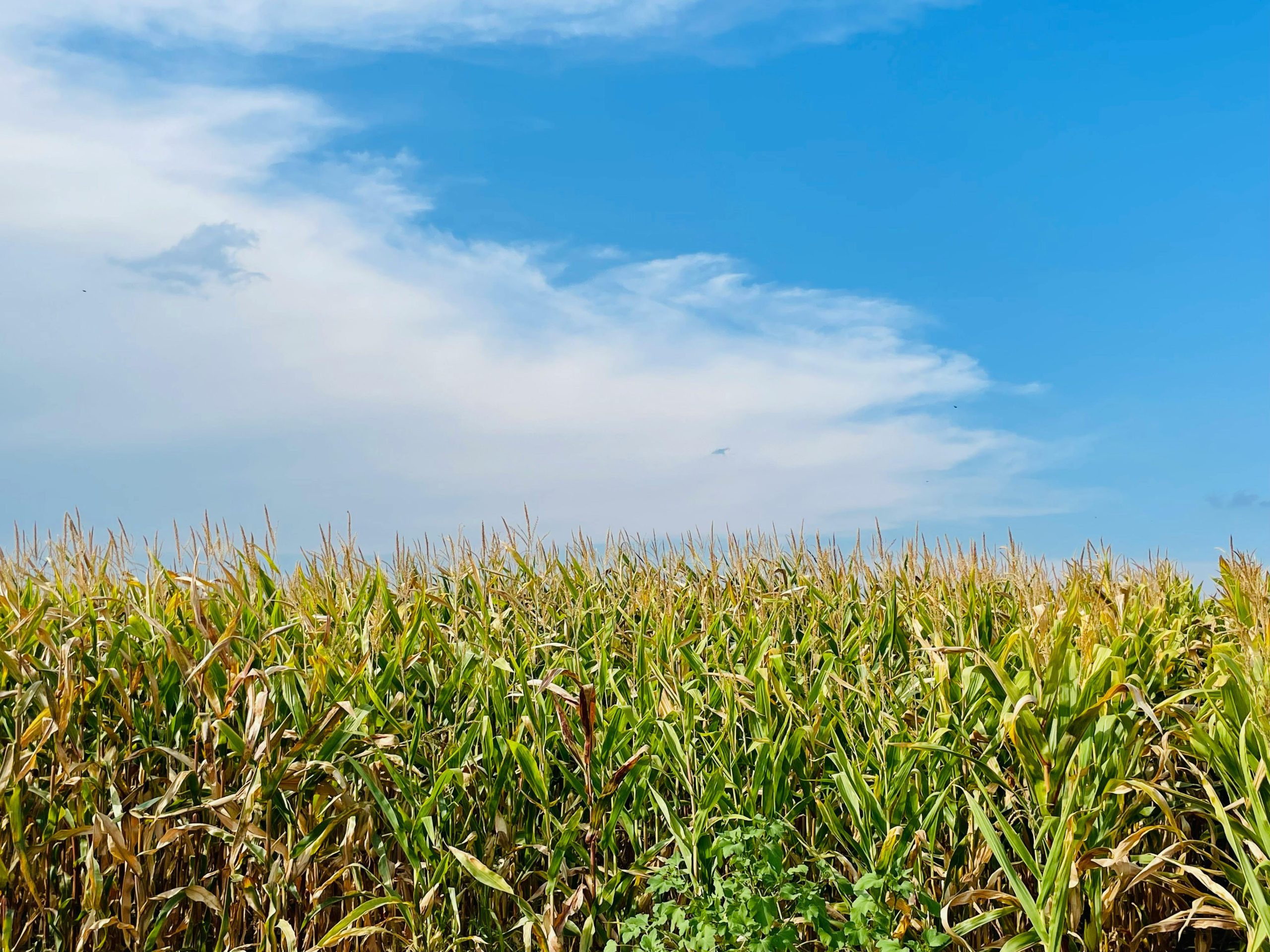 High Drought Risk Forecasted in the 2026/2027 Farming Season