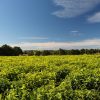 Can a Farmer Lose Land Acquired from a Chief After Developing It?