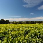 Can a Farmer Lose Land Acquired from a Chief After Developing It?