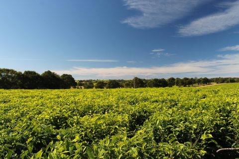 Can a Farmer Lose Land Acquired from a Chief After Developing It?