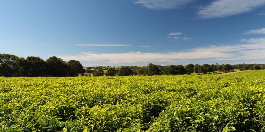 Can a Farmer Lose Land Acquired from a Chief After Developing It?