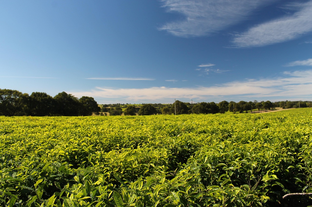 Can a Farmer Lose Land Acquired from a Chief After Developing It?