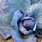 5 Crops You Can Plant in March That Will Thrive in The Cold Season