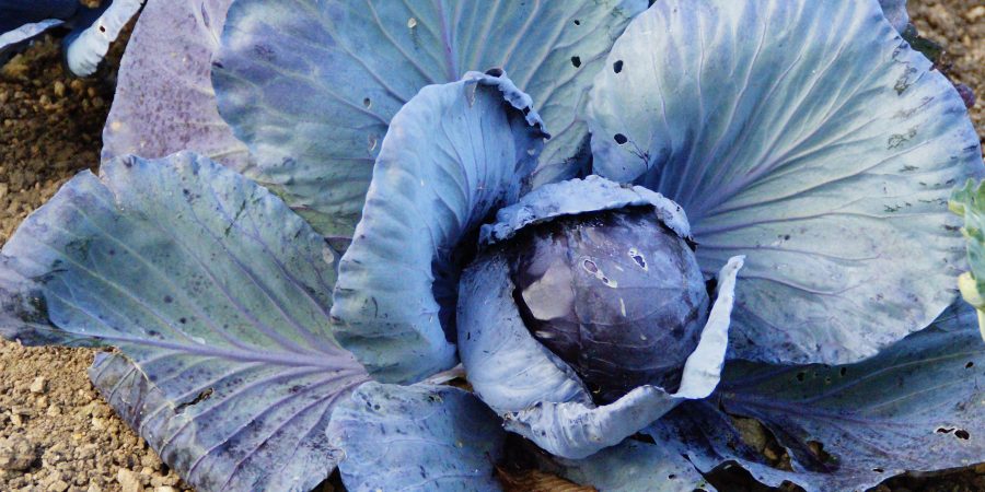 5 Crops You Can Plant in March That Will Thrive in The Cold Season