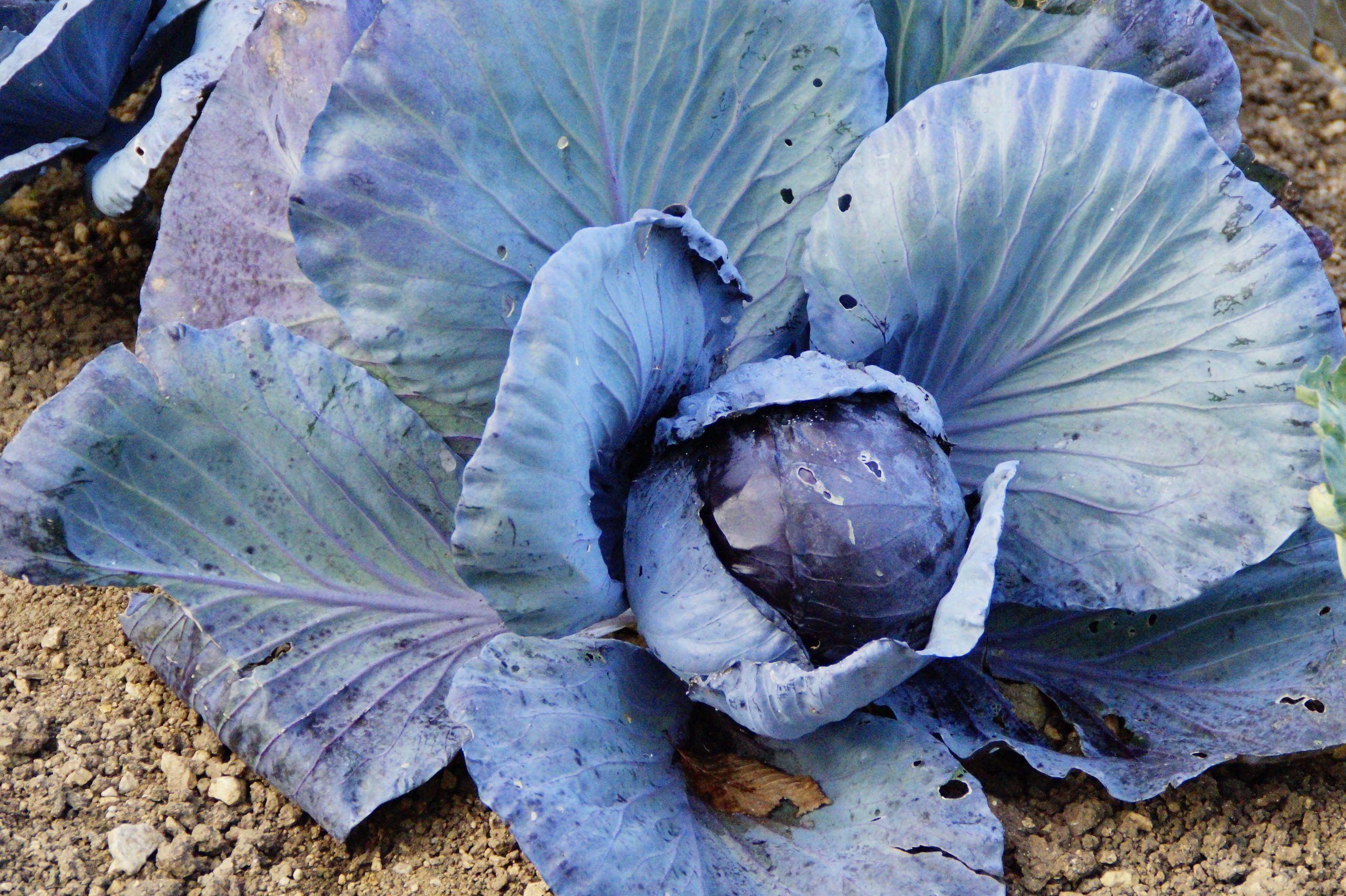 5 Crops You Can Plant in March That Will Thrive in The Cold Season