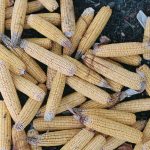 What Maize Market Reform Means for Farmers Under CATSP