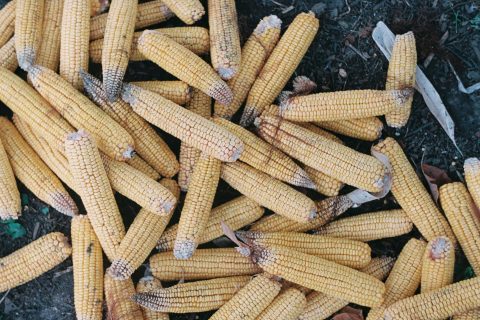 What Maize Market Reform Means for Farmers Under CATSP