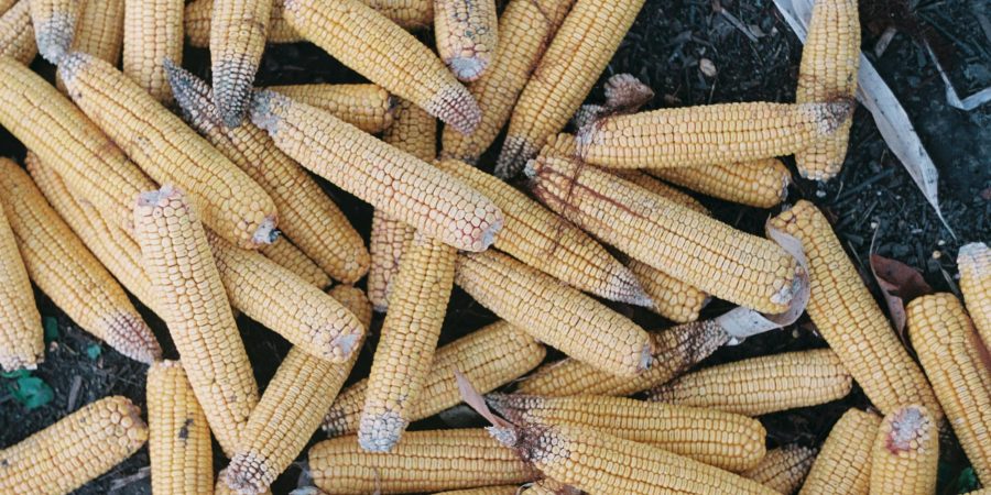 What Maize Market Reform Means for Farmers Under CATSP