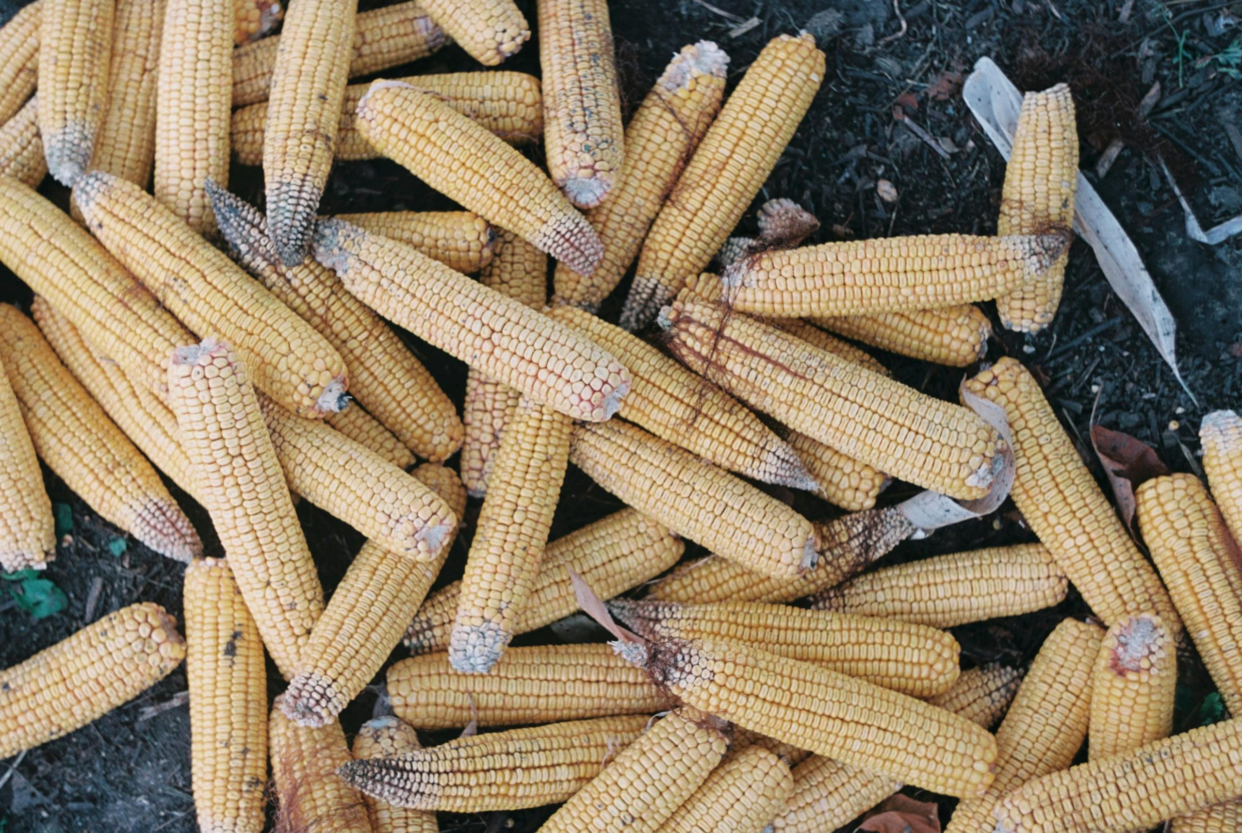 What Maize Market Reform Means for Farmers Under CATSP