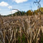 How Climate Change Is Changing Planting Dates in Zambia