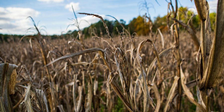 How Climate Change Is Changing Planting Dates in Zambia